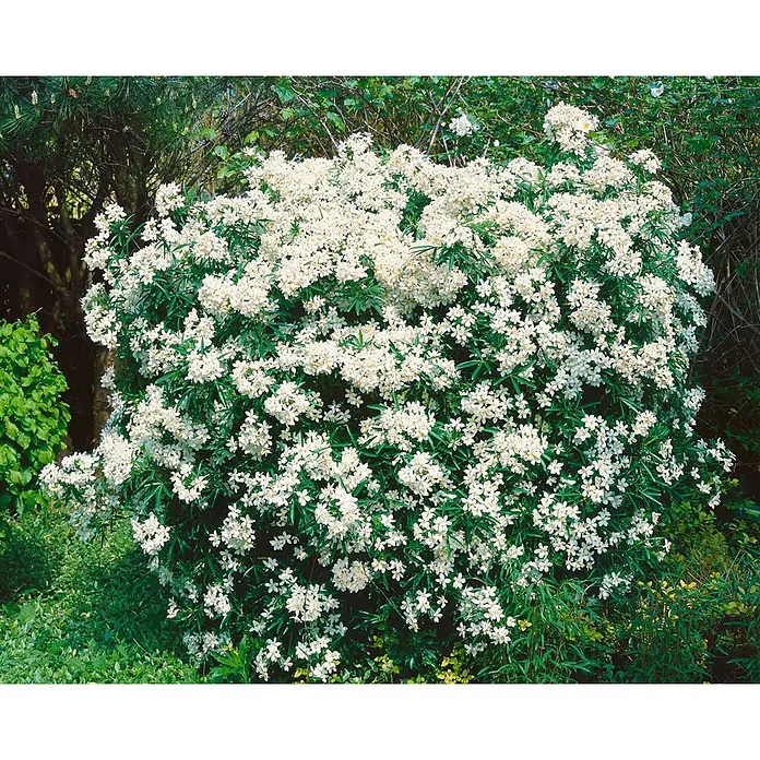 Pflanzen für dich Orangenbaum 30-40 cm - Choisya ternata 'Aztec Pearl' - Dichter Busch bedeckt mit zahlreichen kleinen weißen Blüten und grünen Blättern in einem Garten.