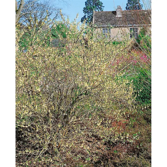 Pflanzen für dich Ziersträucher-Mix Purpus-Heckenkirsche 40-60 cm - Lonicera purpusii - Blühender Strauch mit hellgelben Blüten an kahlen Ästen, in einem Garten mit einem Steinhaus.