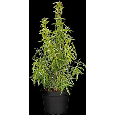 Pflanzen für dich  Orangenbaum 30-40 cm