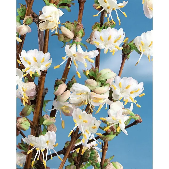 Pflanzen für dich Ziersträucher-Mix Purpus-Heckenkirsche 40-60 cm - Lonicera purpusii - Weiße Geißblattblüten mit gelben Staubblättern an braunen Zweigen vor blauem Himmel.