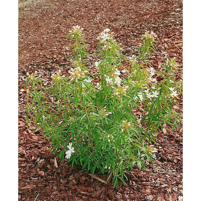 Pflanzen für dich Orangenbaum 30-40 cm - Choisya ternata 'Aztec Pearl' - Ein kleiner grüner Strauch mit schmalen Blättern und Büscheln weißer Blüten, gepflanzt in braunem Rindenmulch.