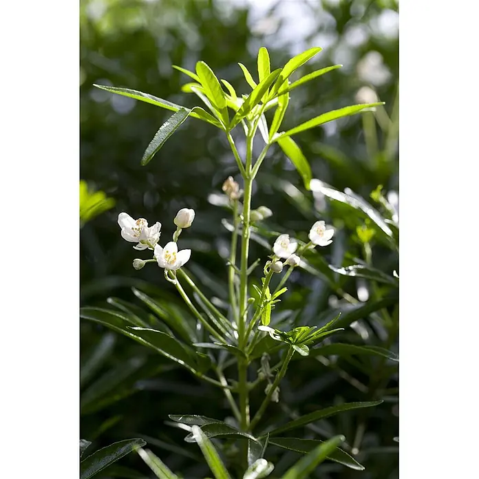 Pflanzen für dich Orangenbaum 30-40 cm - Choisya ternata 'White Dazzler' - Eine leuchtend grüne Pflanze mit schmalen Blättern und zarten kleinen weißen Blüten mit gelben Zentren, die im Freien blüht.