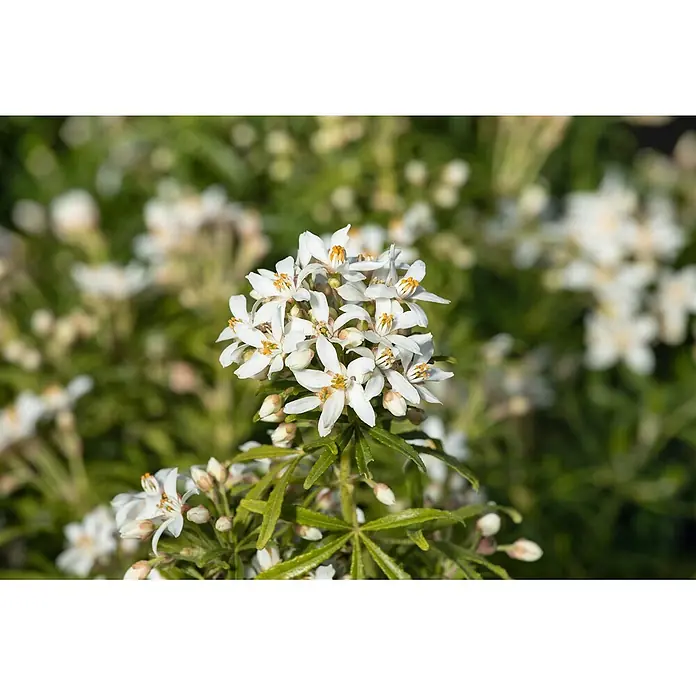 Pflanzen für dich Orangenbaum 30-40 cm - Choisya ternata 'White Dazzler' - Gruppe weißer Blüten mit gelben Zentren und grünen Blättern.