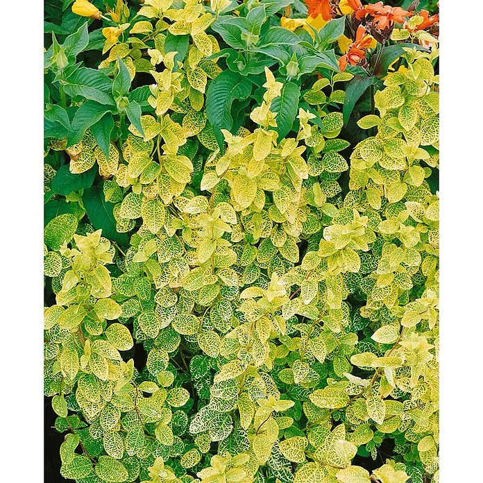 Pflanzen für dich Heckenmyrthe 100-150 cm - Lonicera japonica 'Aureoreticulata', Weiß - Lebhafte grüne und gelbe Blattpflanzen mit netzartigem Muster, ergänzt durch einfarbige grüne Blätter und orangefarbene Blüten.