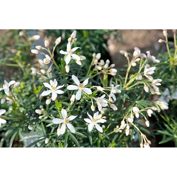 Pflanzen für dich Orangenbaum 30-40 cm - Choisya ternata 'White Dazzler' - Weiße sternförmige Blüten mit gelber Mitte und schmalen grünen Blättern einer üppigen Pflanze.
