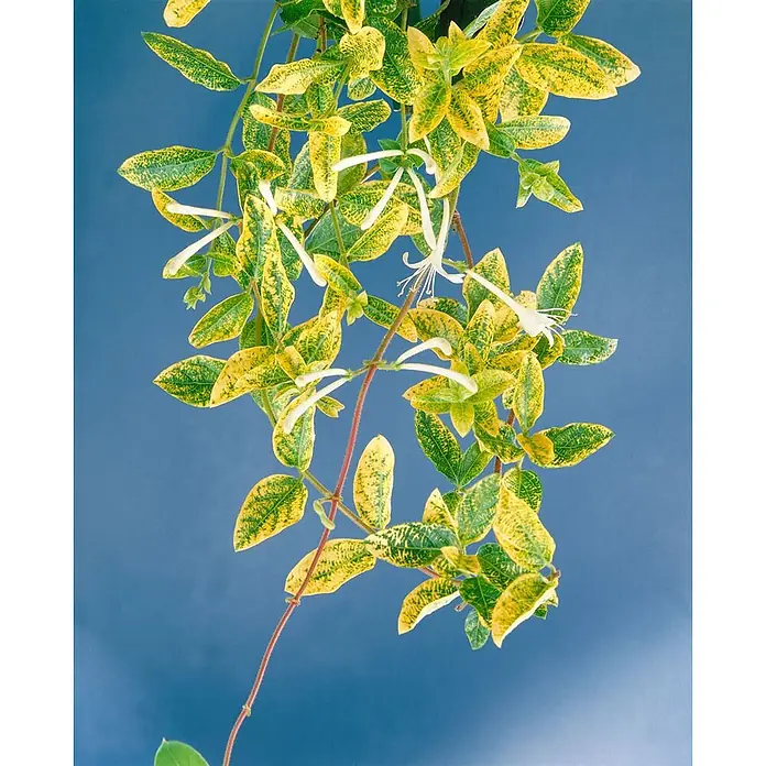 Pflanzen für dich Heckenmyrthe 100-150 cm - Lonicera japonica 'Aureoreticulata', Weiß - Buntlaubige Kletterpflanze mit grün-gelben Blättern und zarten weißen Blüten.