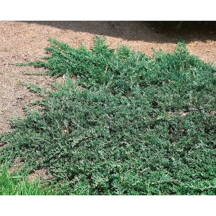 Pflanzen für dich Kriechwacholder Kriechwacholder - Juniperus horizontalis 'Wiltonii' - Niedrig wachsender, immergrüner Strauch mit blaugrünen, nadelartigen Blättern als Bodendecker.