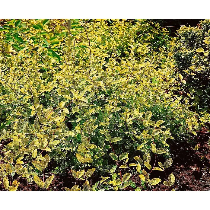 Pflanzen für dich Heckenmyrthe 100-150 cm - Lonicera japonica 'Aureoreticulata', Weiß - Buschige Pflanze mit panaschierten gelb-grünen Blättern und rötlichen Stängeln im Gartenbeet.