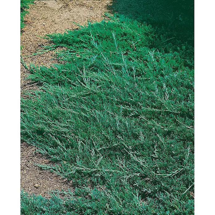 Pflanzen für dich Kriechwacholder Kriechwacholder - Juniperus horizontalis 'Wiltonii' - Blaugrüner Bodendecker-Wacholder mit Nadeln, der sich über braunen Boden ausbreitet.