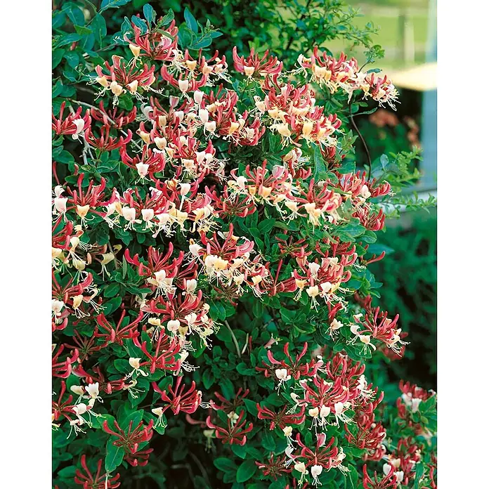 Pflanzen für dich Heckenmyrthe 40-60 cm - Lonicera heckrottii 'America Beauty', Rosa - Blühende Geißblatt-Kletterpflanze mit zahlreichen roten und cremeweißen Blüten und grünen Blättern.