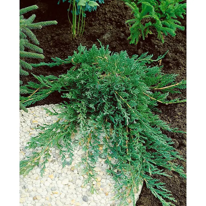 Pflanzen für dich Kriechwacholder Kriechwacholder - Juniperus horizontalis 'Wiltonii' - Blaugrüner Bodendecker-Wacholder breitet sich über dunkle Erde und einen hellen Kiesrand aus.