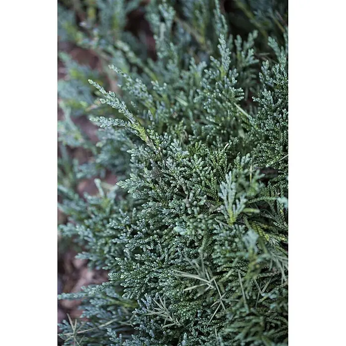 Pflanzen für dich Kriechwacholder Kriechwacholder - Juniperus horizontalis 'Wiltonii' - Nahaufnahme von dichtem, blaugrünem Koniferenlaub mit schuppenartigen Blättern.