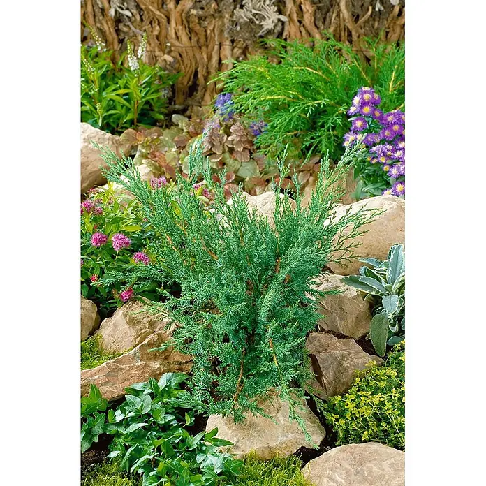 Pflanzen für dich Kriechwacholder 20-30 cm - Juniperus sabina 'Tamariscifolia' - Ein leuchtend blaugrüner Wacholderbusch mit feinen Nadeln, umgeben von Felsen und anderen Pflanzen in einem Garten.