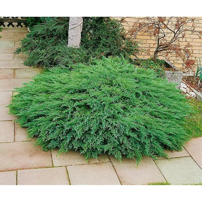 Pflanzen für dich Kriechwacholder 20-30 cm - Juniperus sabina 'Tamariscifolia' - Ausladender grüner Wacholderbusch auf einer Pflasterterrasse.