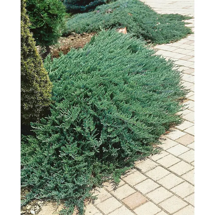 Pflanzen für dich Kriechwacholder 20-30 cm - Juniperus sabina 'Tamariscifolia' - Flacher blaugrüner Wacholderbusch als Bodendecker neben einem gepflasterten Weg.