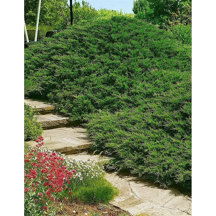 Pflanzen für dich Kriechwacholder 20-30 cm - Juniperus sabina 'Tamariscifolia' - Steinstufen schlängeln sich durch einen üppigen Garten mit einem großen grünen Strauch und bunten Blumen.
