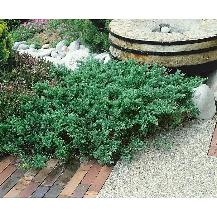 Pflanzen für dich Kriechwacholder 20-30 cm - Juniperus sabina 'Tamariscifolia' - Ausgebreiteter blau-grüner Wacholder als Bodendecker in einem Landschaftsgarten.