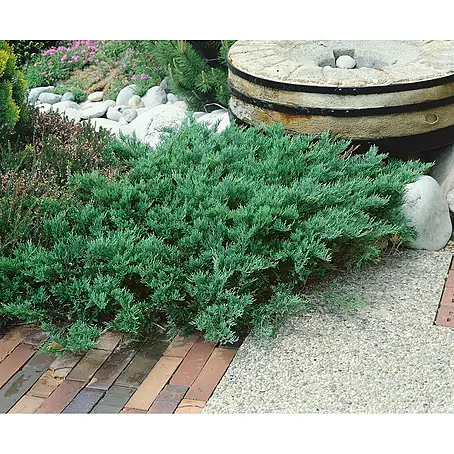 Pflanzen für dich  Kriechwacholder 20-30 cm