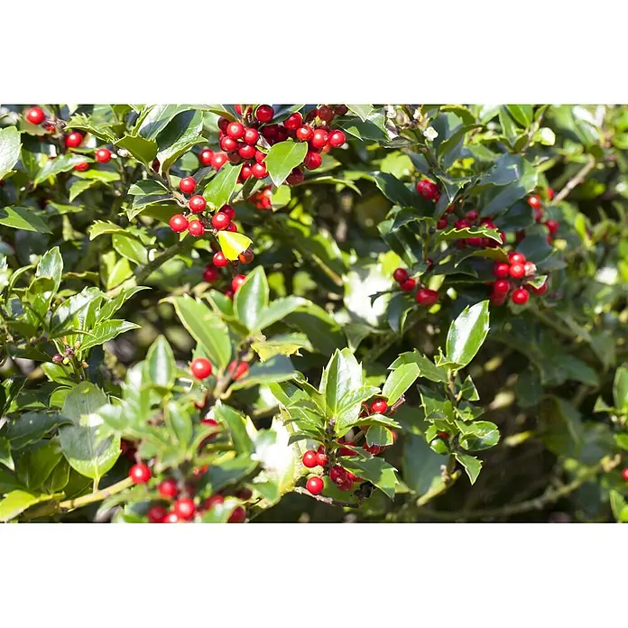 Pflanzen für dich Gemeine Stechpalme 40-60 cm - Ilex aquifolium 'Alaska', Aktuelle Wuchshöhe: 40 cm - 60 cm - Nahaufnahme eines lebhaften Stechpalmenstrauchs mit leuchtend roten Beeren und glänzenden grünen Blättern.