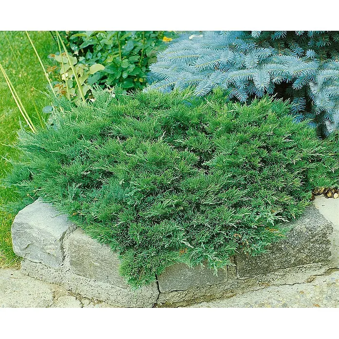 Pflanzen für dich Kriechwacholder 20-30 cm - Juniperus sabina 'Tamariscifolia' - Ein leuchtend grüner, niedrig wachsender Wacholderstrauch, gepflanzt in einer Steinmauer.