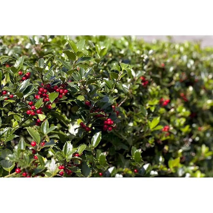 Pflanzen für dich Gemeine Stechpalme 40-60 cm - Ilex aquifolium 'Alaska', Aktuelle Wuchshöhe: 40 cm - 60 cm - Grüner Stechdornstrauch mit leuchtend roten Beeren.