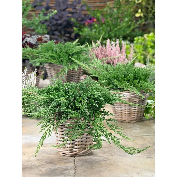 Pflanzen für dich Kriechwacholder 20-30 cm - Juniperus horizontalis 'Prince of Wales' - Grüne immergrüne Pflanzen in dekorativen geflochtenen Weidenkörben, im Freien auf einer Terrasse arrangiert.