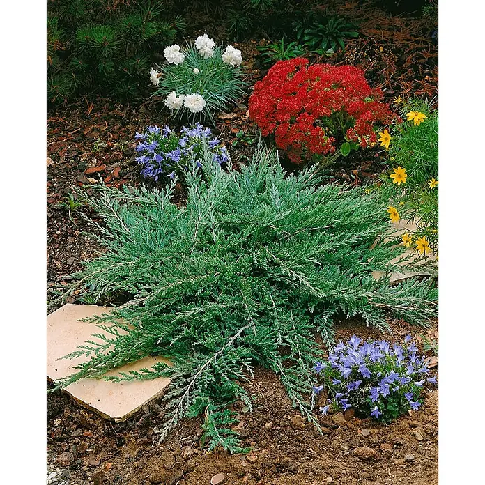 Pflanzen für dich Kriechwacholder 20-30 cm - Juniperus horizontalis 'Prince of Wales' - Ausgebreiteter blaugrüner Wacholder in einem Gartenbeet, teils eine helle Steinplatte bedeckend, umgeben von Blütenpflanzen.