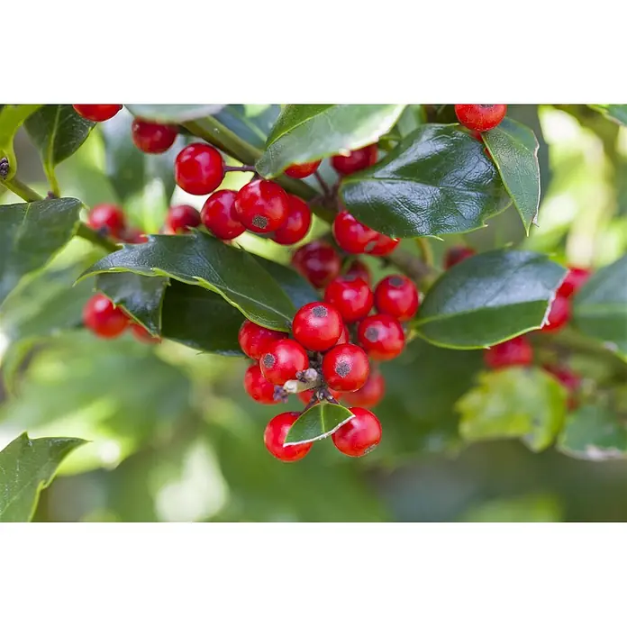 Pflanzen für dich Gemeine Stechpalme 40-60 cm - Ilex aquifolium 'Alaska', Aktuelle Wuchshöhe: 40 cm - 60 cm - Zweige mit leuchtend roten Stechpalmenbeeren und dunkelgrünen Blättern.