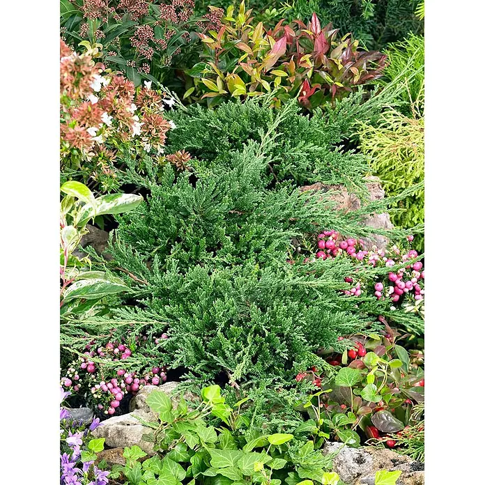 Pflanzen für dich Kriechwacholder 20-30 cm - Juniperus horizontalis 'Prince of Wales' - Zwerg-Grünkonifere inmitten vielfältiger Gartenbepflanzung, bunter Beeren und Natursteine.