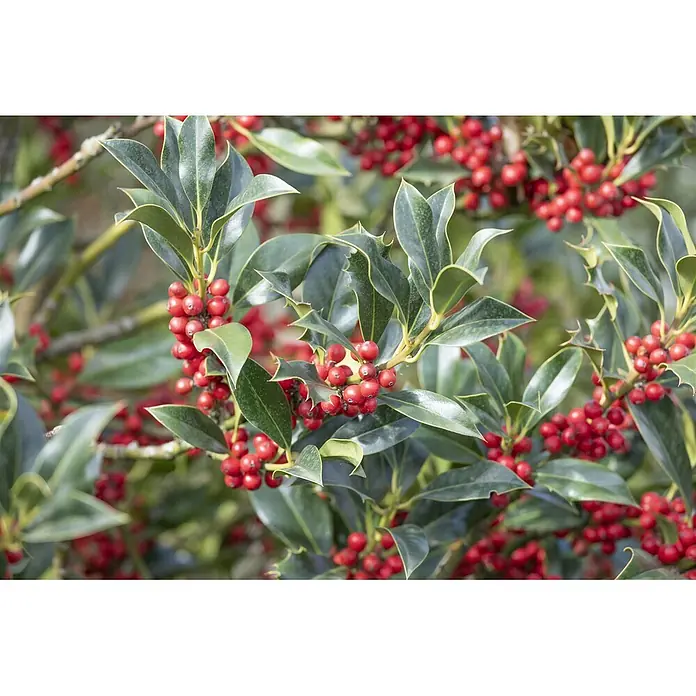 Pflanzen für dich Gemeine Stechpalme 40-60 cm - Ilex aquifolium 'Alaska', Aktuelle Wuchshöhe: 40 cm - 60 cm - Stechpalmenbusch mit leuchtend roten Beeren und glänzenden grünen Blättern.