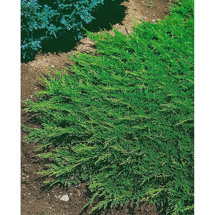 Pflanzen für dich Kriechwacholder 20-30 cm - Juniperus horizontalis 'Prince of Wales' - Lebhafter grüner, niedrig wachsender Strauch mit nadelartigen Blättern, ideal als Bodendecker.