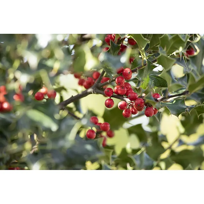Pflanzen für dich Gemeine Stechpalme 40-60 cm - Ilex aquifolium 'Alaska', Aktuelle Wuchshöhe: 40 cm - 60 cm - Rote Stechpalmenbeeren an einem Ast mit grünen Blättern.