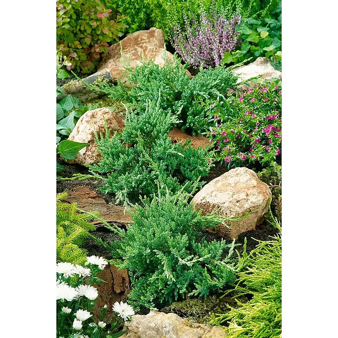 Pflanzen für dich Kriechwacholder 20-30 cm - Juniperus horizontalis 'Prince of Wales' - Grün, niedrig wachsender Nadelbaum mit anderen Gartenpflanzen und Steinen.