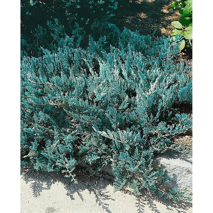 Pflanzen für dich Kriechwacholder 20-25 cm - Juniperus horizontalis 'Blue Chip' - Blaugrüner, kriechender Wacholderstrauch mit dichtem, federartigem Laub, der an einem hellen Weg wächst.