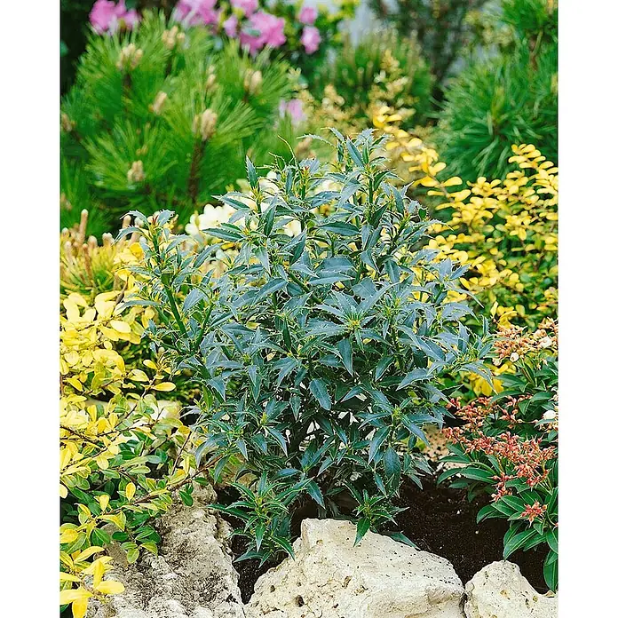 Pflanzen für dich Gemeine Stechpalme 25-30 cm - Ilex aquifolium 'Myrtifolia', Aktuelle Wuchshöhe: 25 cm - 30 cm - Dunkelgrüner Strauch mit stacheligen Blättern, umgeben von hellen Steinen und bunten Gartenpflanzen.