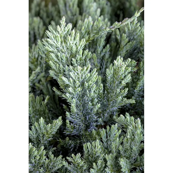 Pflanzen für dich Kriechwacholder 20-25 cm - Juniperus horizontalis 'Blue Chip' - Blaugrünes, schuppenartiges immergrünes Laub.