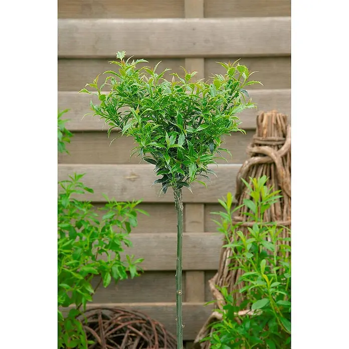 Pflanzen für dich Gemeine Stechpalme 25-30 cm - Ilex aquifolium 'Myrtifolia', Aktuelle Wuchshöhe: 25 cm - 30 cm - Grüne Hochstamm-Pflanze mit stacheligem Laub und schlankem Stamm im Garten.