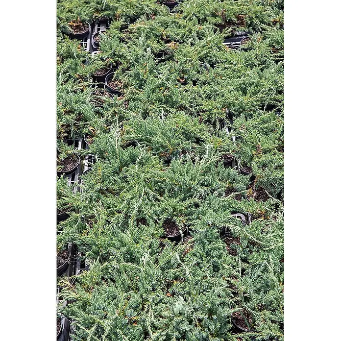 Pflanzen für dich Kriechwacholder 20-25 cm - Juniperus horizontalis 'Blue Chip' - Viele grüne immergrüne Pflanzen in schwarzen Pflanztöpfen, die den Rahmen füllen.