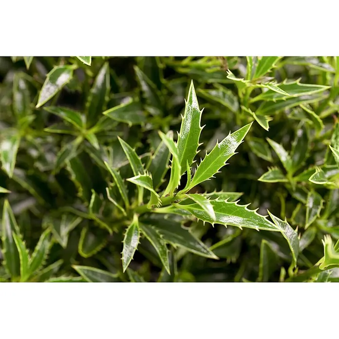 Pflanzen für dich Gemeine Stechpalme 25-30 cm - Ilex aquifolium 'Myrtifolia', Aktuelle Wuchshöhe: 25 cm - 30 cm - Leuchtend grüne, glänzende Blätter mit scharfen, gezackten Rändern, zeigt gesundes Pflanzenlaub.