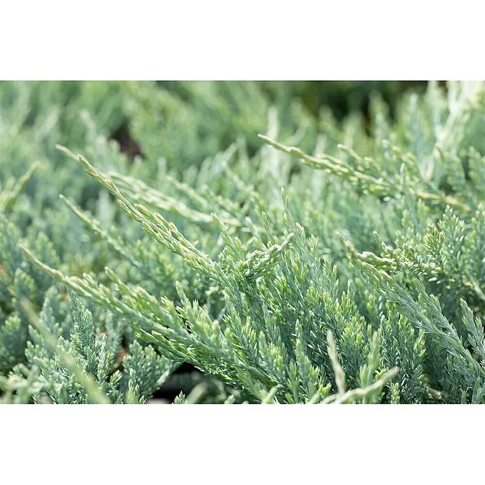 Pflanzen für dich Kriechwacholder 20-25 cm - Juniperus horizontalis 'Blue Chip' - Nahaufnahme eines blaugrünen Nadelholzstrauchs mit dichtem, schuppenartigem Laub.