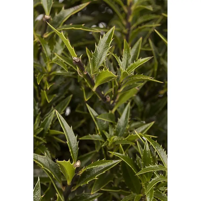 Pflanzen für dich Gemeine Stechpalme 25-30 cm - Ilex aquifolium 'Myrtifolia', Aktuelle Wuchshöhe: 25 cm - 30 cm - Nahaufnahme von glänzenden grünen Blättern mit scharfen, stacheligen Rändern an dunklen Stielen.