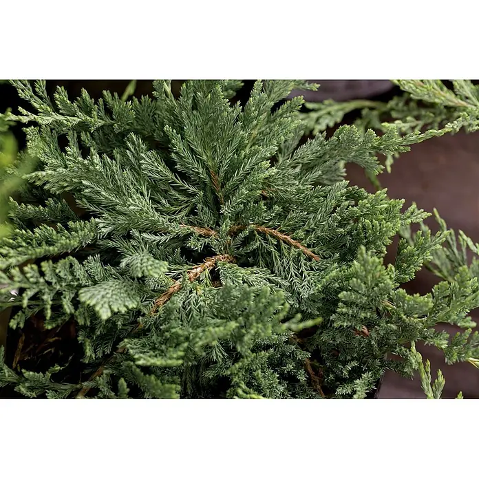 Pflanzen für dich Kriechwacholder 20-25 cm - Juniperus horizontalis 'Blue Chip' - Dichter, immergrüner Nadelbaum mit blaugrünem, schuppenförmigem Laub.
