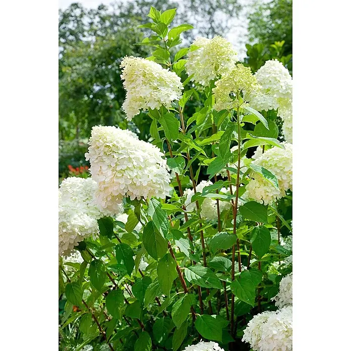 Pflanzen für dich Ballhortensie 40-60 cm - Hydrangea arborescens 'Grandiflora', Weiß - Weiße Rispenhortensien mit üppigen grünen Blättern blühen hell in einem Garten.