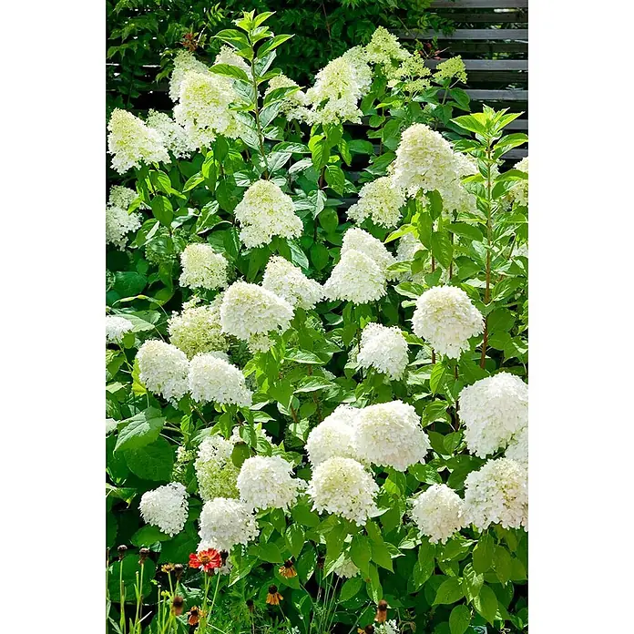 Pflanzen für dich Ballhortensie 40-60 cm - Hydrangea arborescens 'Grandiflora', Weiß - Ein üppiger Busch mit zahlreichen weißen, konischen Blütenständen und grünen Blättern, reich blühend.