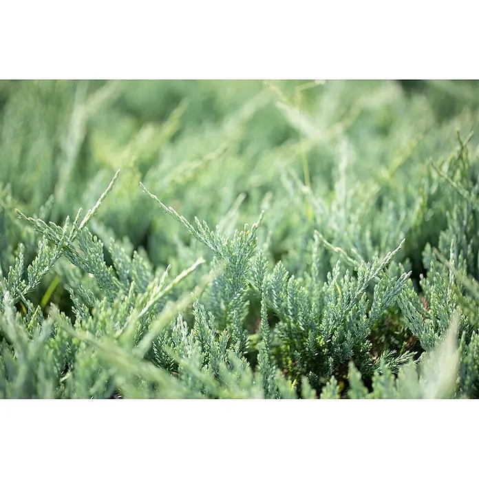 Pflanzen für dich Kriechwacholder 20-25 cm - Juniperus horizontalis 'Blue Chip' - Nahaufnahme von dichtem, grünem Laub mit schuppenförmigen Blättern, möglicherweise Wacholder.