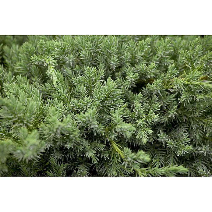 Pflanzen für dich Kriechwacholder 15-20 cm - Juniperus squamata 'Blue Carpet' - Üppiger grüner Nadelstrauch mit dichten, stacheligen Nadelblättern.