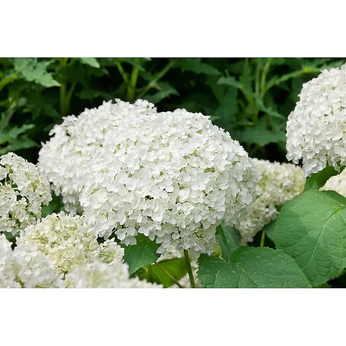 Pflanzen für dich Ballhortensie 40-60 cm - Hydrangea arborescens 'Grandiflora', Weiß - Üppige Blütenstände weißer Hortensien mit vielen kleinen Blütenblättern.