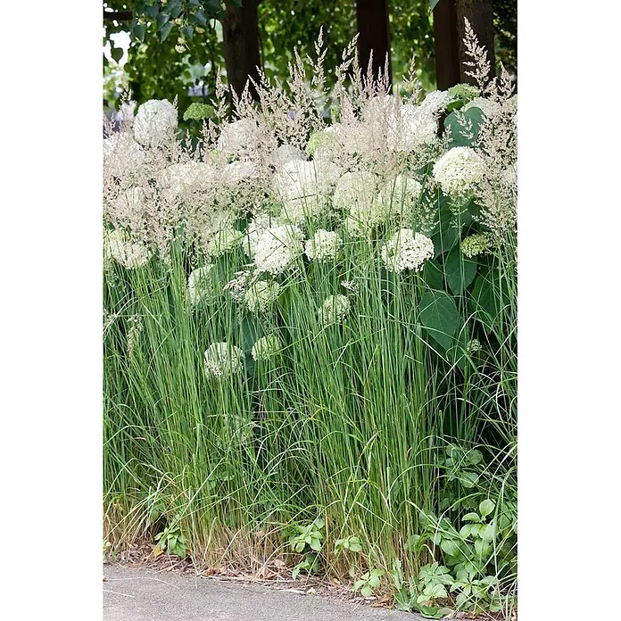 Pflanzen für dich Ballhortensie 40-60 cm - Hydrangea arborescens 'Grandiflora', Weiß - Weiße Hortensien und hohes Ziergras mit federartigen Rispen in einem Gartenbeet am Wegesrand.
