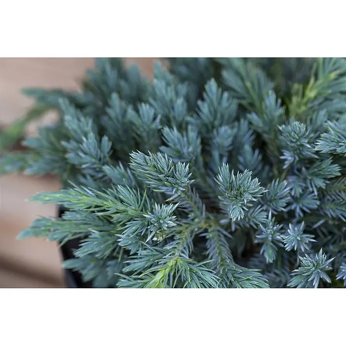 Pflanzen für dich Kriechwacholder 15-20 cm - Juniperus squamata 'Blue Carpet' - Blaugrüne Konifere mit dichten, stacheligen, nadelartigen Blättern.