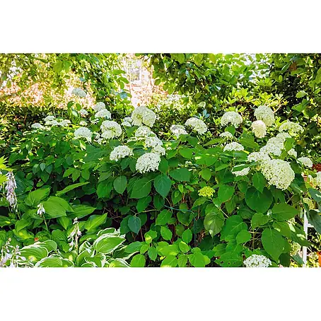 Pflanzen für dich  Ballhortensie 40-60 cm